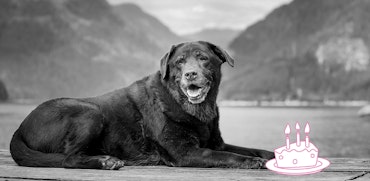 InShared senior huisdier