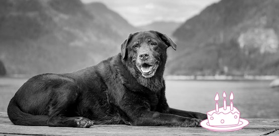 InShared senior huisdier