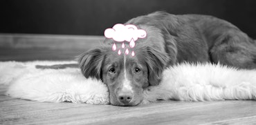 InShared depressief huisdier