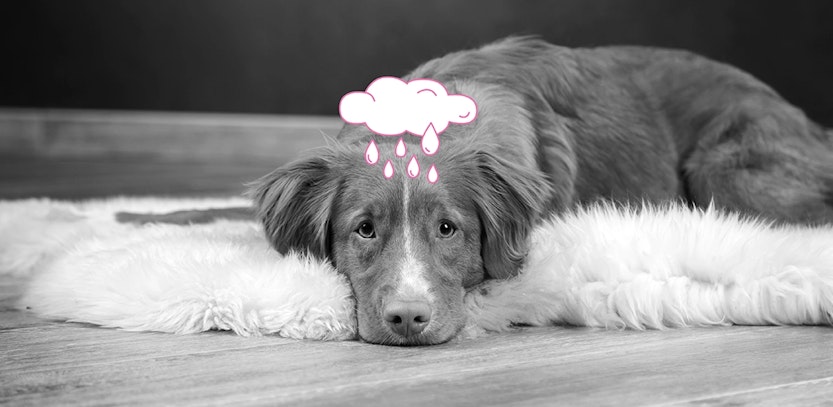 InShared depressief huisdier