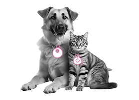 FAQ Dierenverzekering