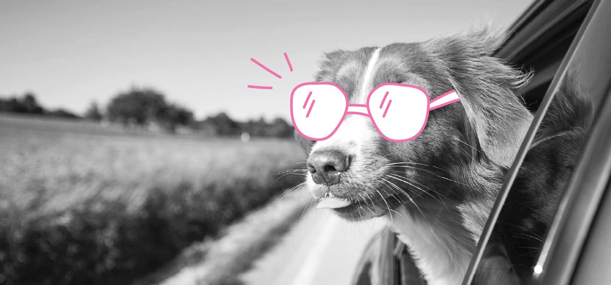 Veilig met uw hond in de auto Veilig met uw hond in de auto