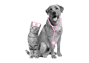 Vergoedingenoverzicht dierenverzekering