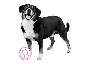 Dog-berner-sennen