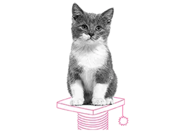 Kittens en kattenverzekering