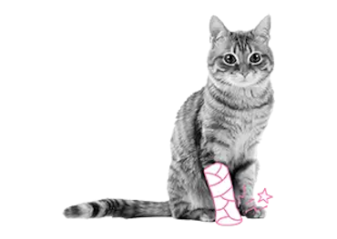 Welke kattenrassen verzekeren