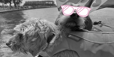 Verkoeling voor uw hond