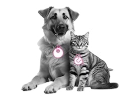 FAQ Dierenverzekering