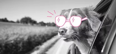 Veilig met uw hond in de auto