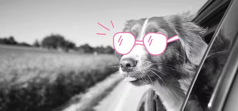 Veilig met uw hond in de auto