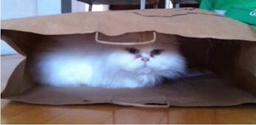 Kat beschermen in winter