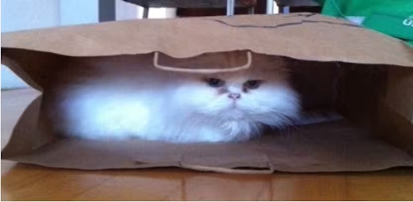 Kat beschermen in winter