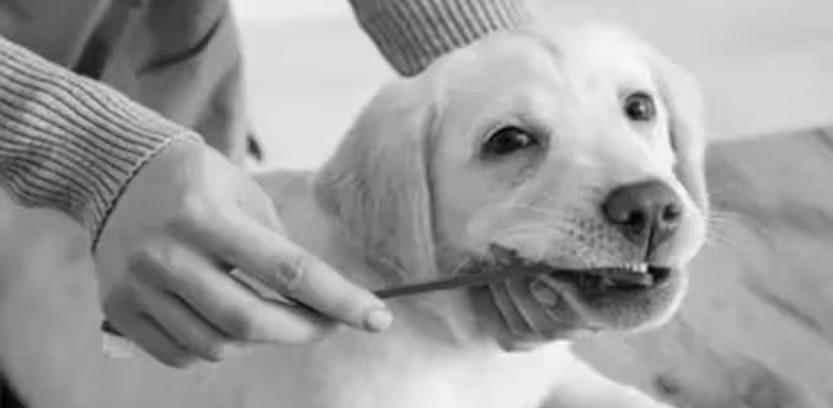 InShared Dierenverzekering Tandenpoetsen