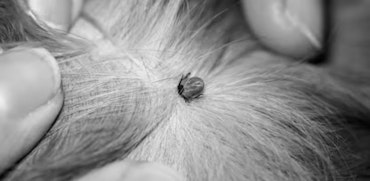 InShared Dierenverzekering