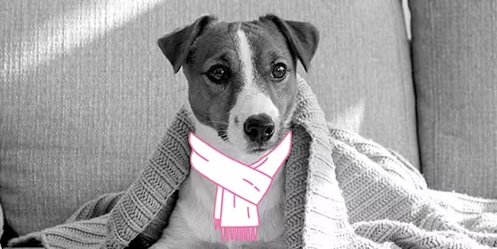 InShared huisdieren beschermen tegen kou