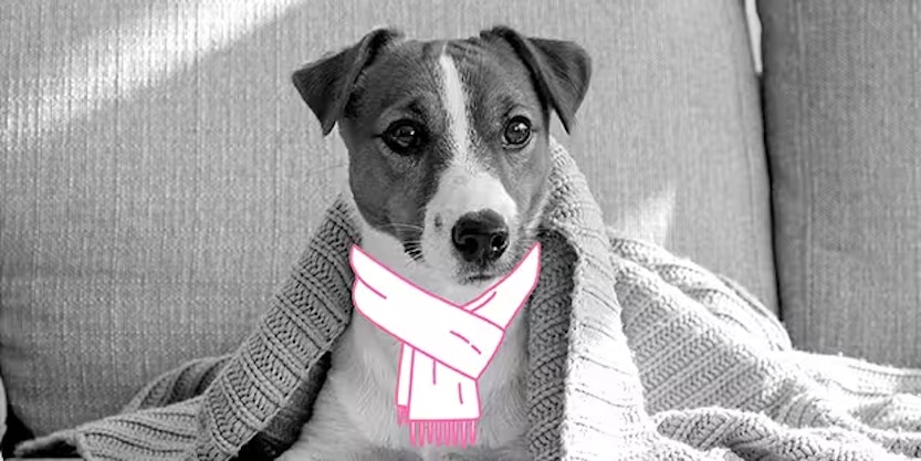 InShared huisdieren beschermen tegen kou