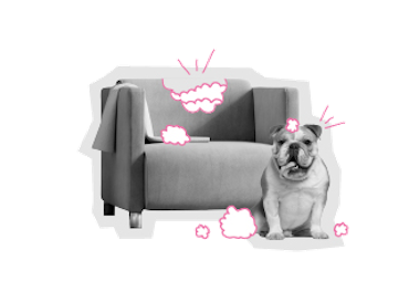 Aansprakelijkheidsverzekering schade door huisdier