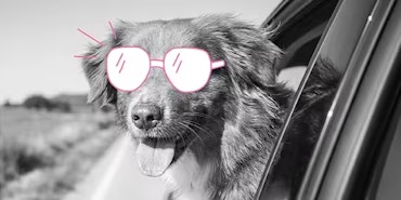 Veilig met uw hond in de auto