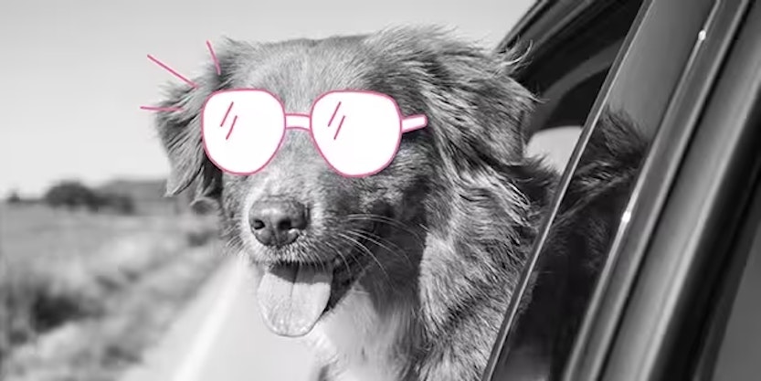 Veilig met uw hond in de auto