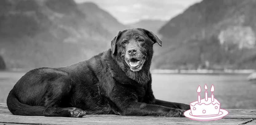 InShared senior huisdier